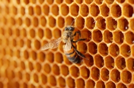 Bee laying on a honeycomb