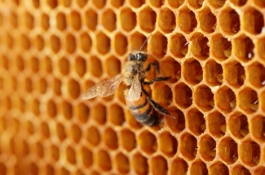 Bee on honeycomb