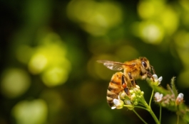 Bee pollenating on flower